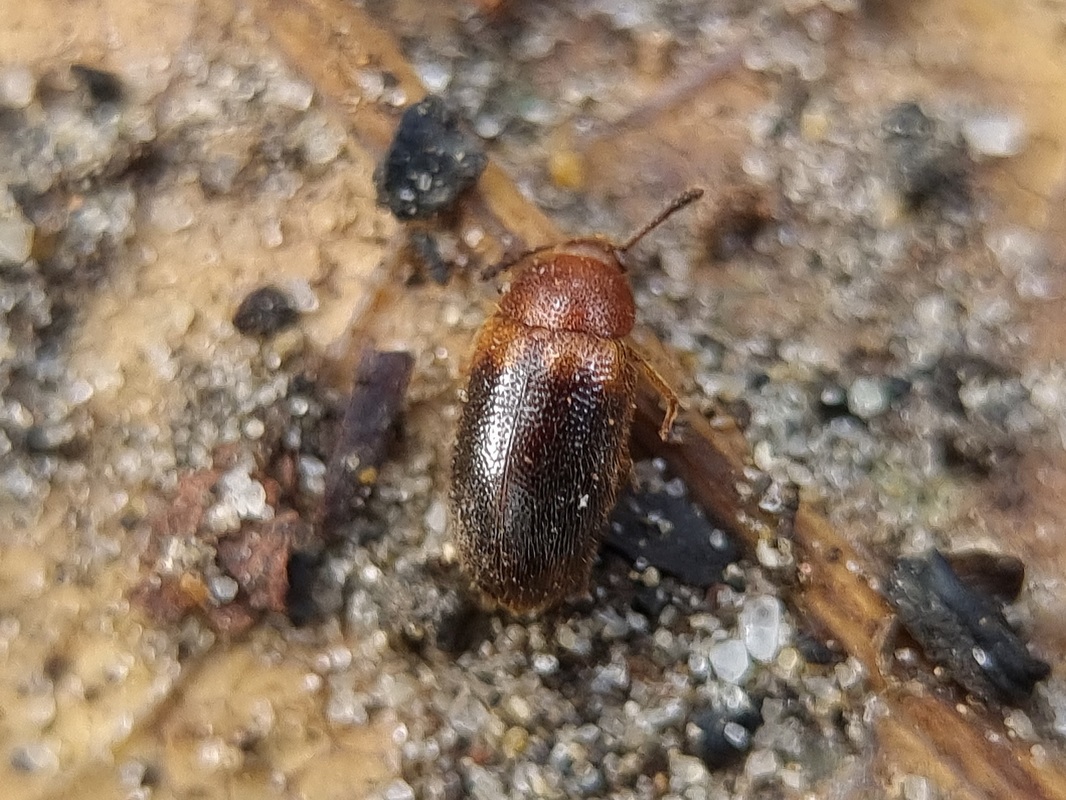 Triphyllus bicolor - kétszínű gombabogár