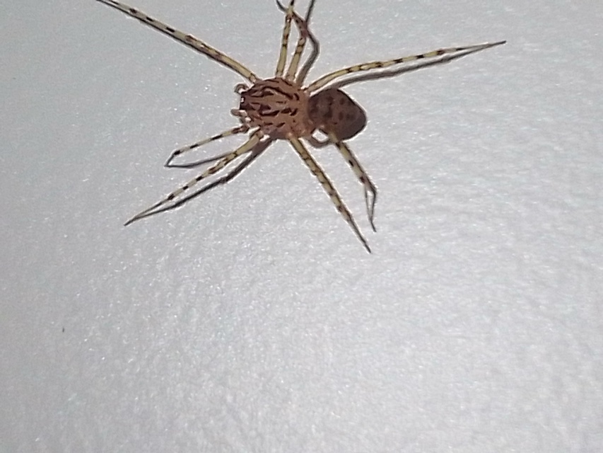 Scytodes thoracica - közönséges csupaszpók