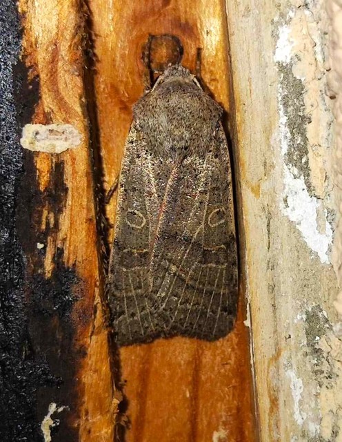 Anchoscelis humilis - olajbarna őszibagoly