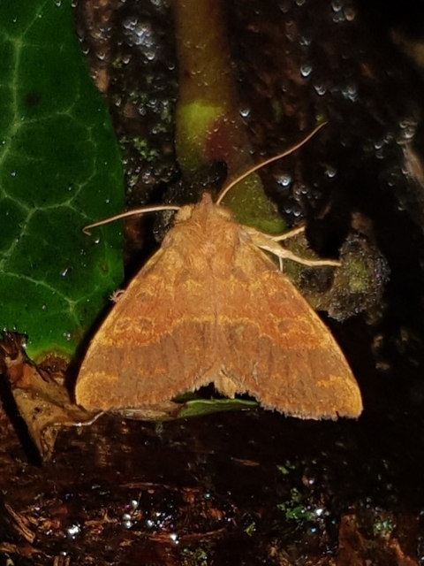 Tiliacea aurago - aranyló sárgabagoly