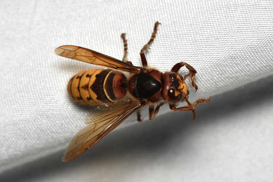 Vespa crabro - lódarázs