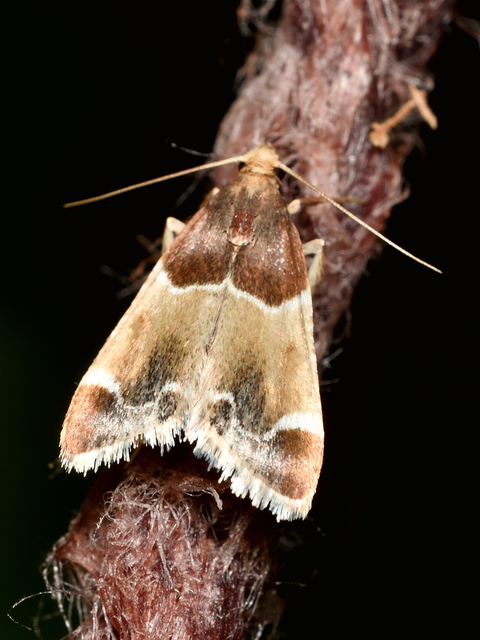 Pyralis farinalis - lisztilonca