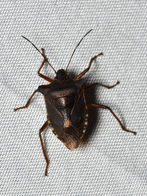 Pentatoma rufipes - vöröslábú címerespoloska Pentatoma rufipes - vöröslábú címerespoloska