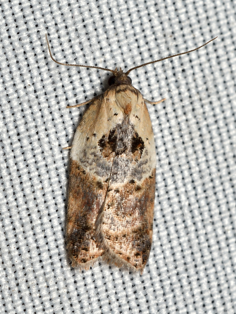 Acleris variegana - tarka levélmoly