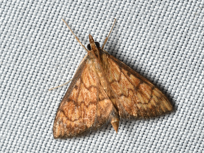 Ecpyrrhorrhoe rubiginalis - rozsdavörös tűzmoly