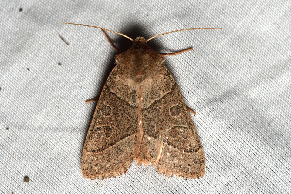 Mesogona acetosellae - madársóskabagoly