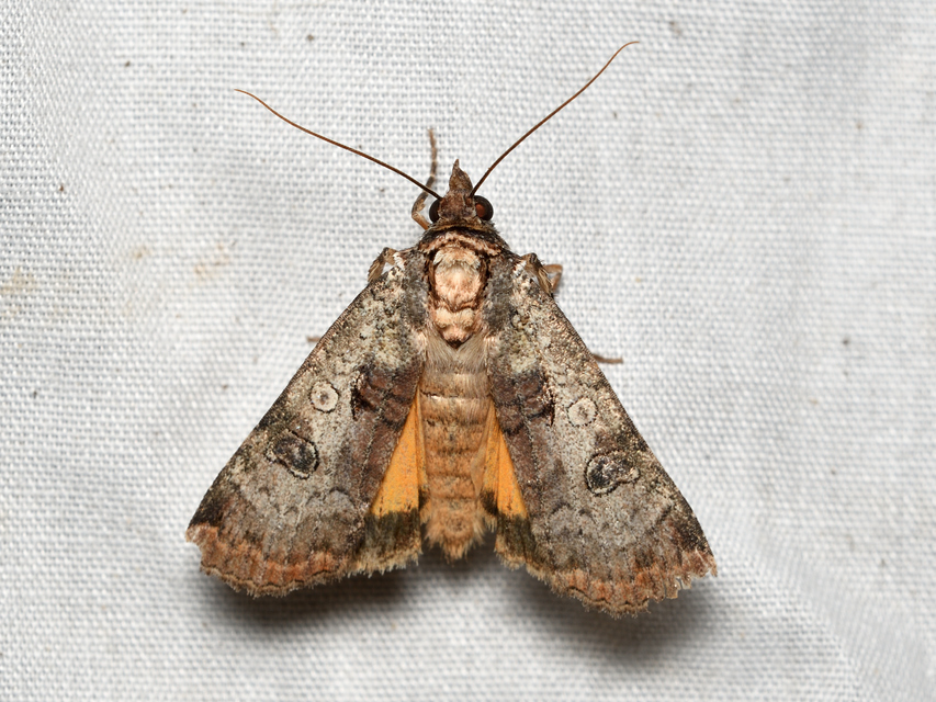 Epilecta linogrisea - karcsú sárgafűbagoly