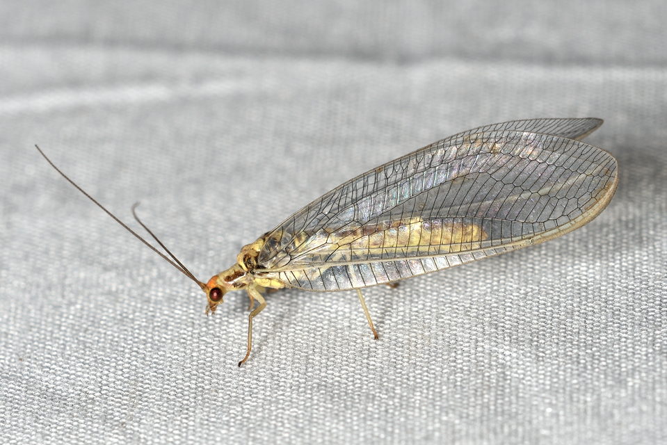 Nothochrysa fulviceps