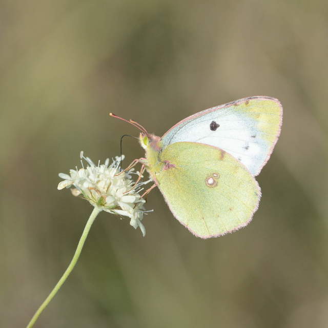 Colias alfacariensis - déli kéneslepke