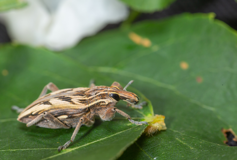 Coniocleonus nigrosuturatus - nyíljegyes barkó