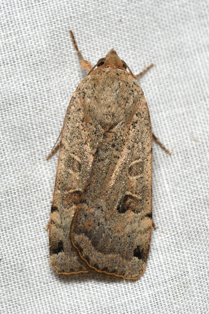 Noctua orbona - foltos sárgafűbagoly