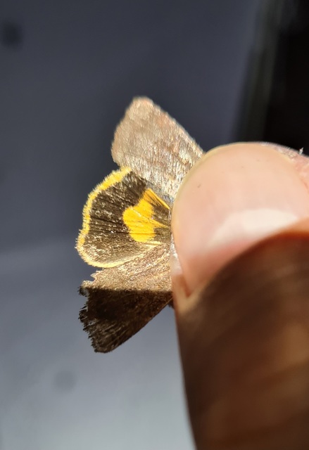 Noctua janthina - tarka sárgafűbagoly
