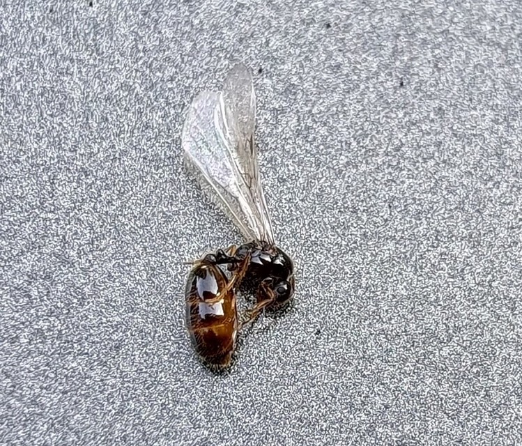 Solenopsis fugax - tolvajhangya