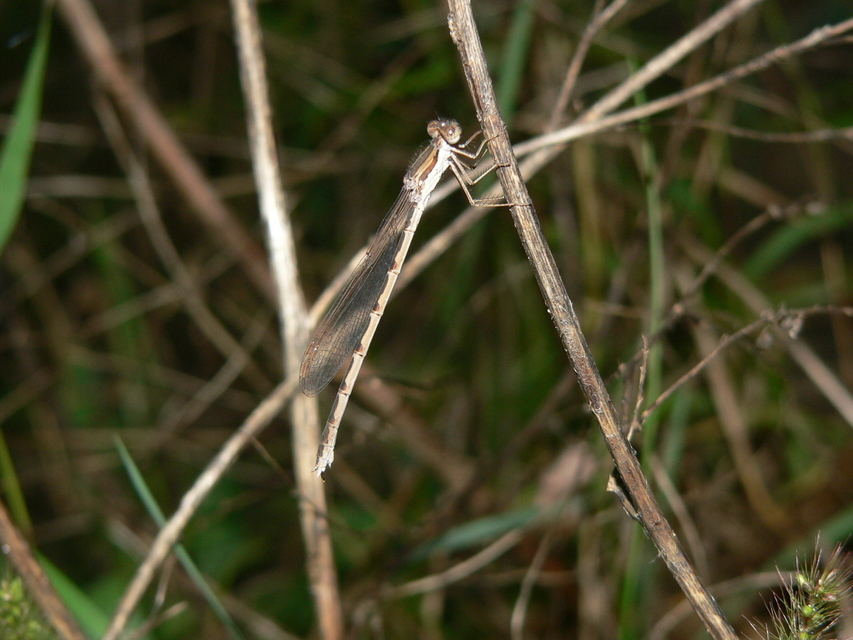 Sympecma fusca - téli rablószitakötő