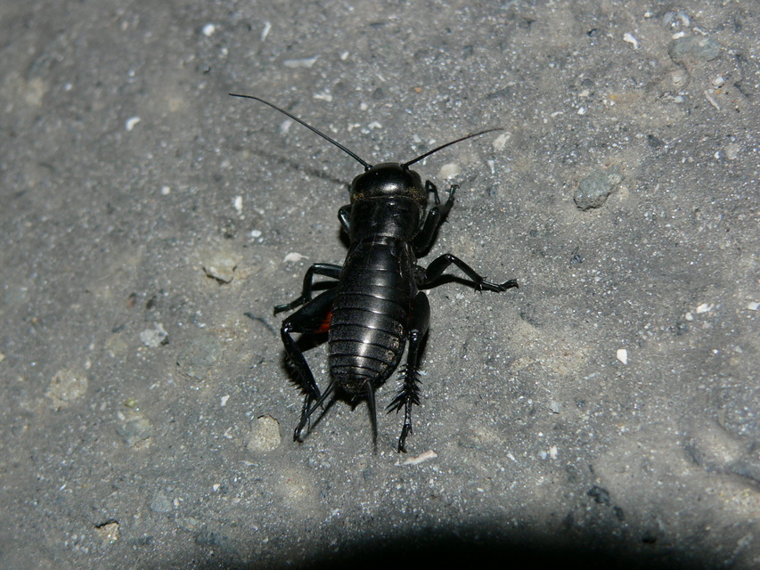 Gryllus campestris - mezei tücsök