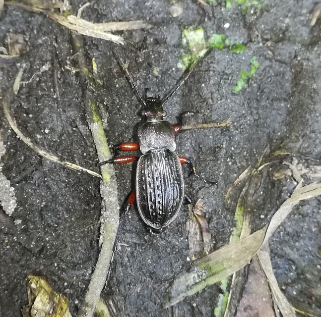 Carabus cancellatus - ragyás futrinka
