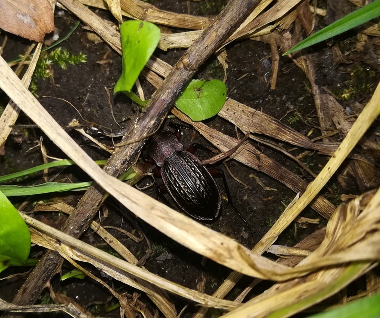 Carabus cancellatus - ragyás futrinka