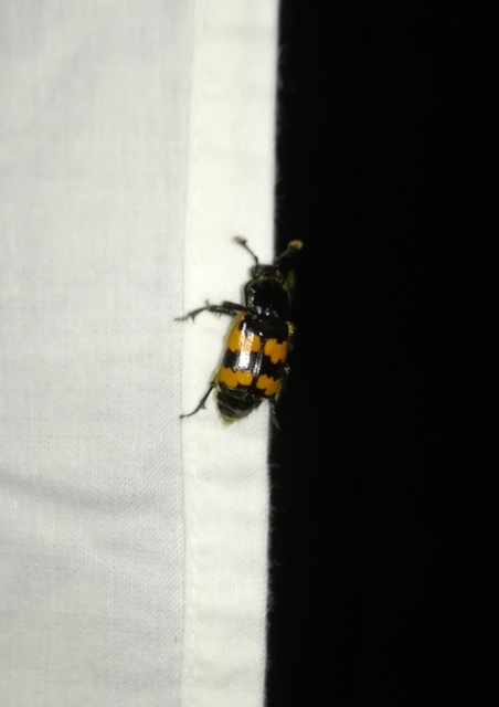 Nicrophorus interruptus - sárgaszőrű temetőbogár