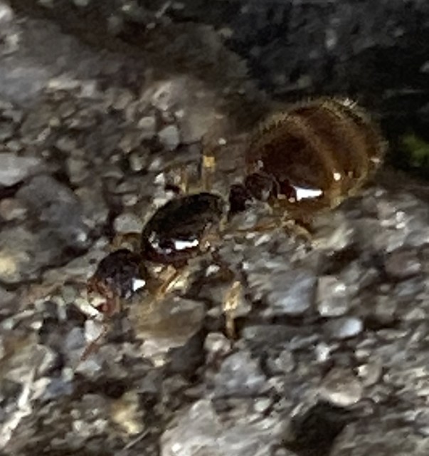 Solenopsis fugax - tolvajhangya