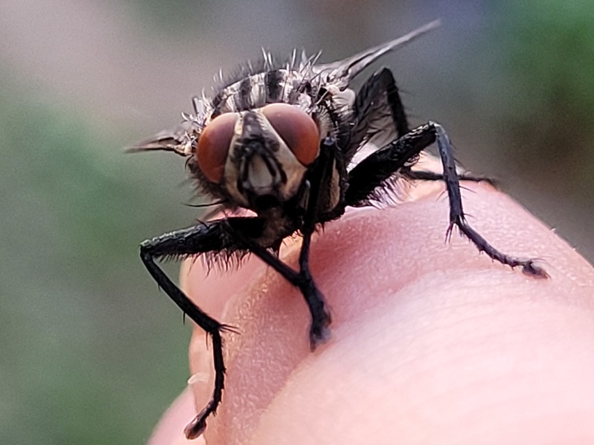 Sarcophagidae - húslégyfélék