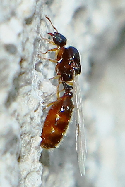 Solenopsis fugax - tolvajhangya