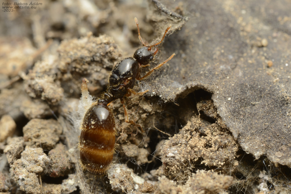 Solenopsis fugax - tolvajhangya