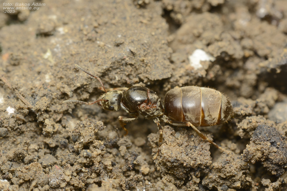 Lasius bombycina - pusztai feketehangya