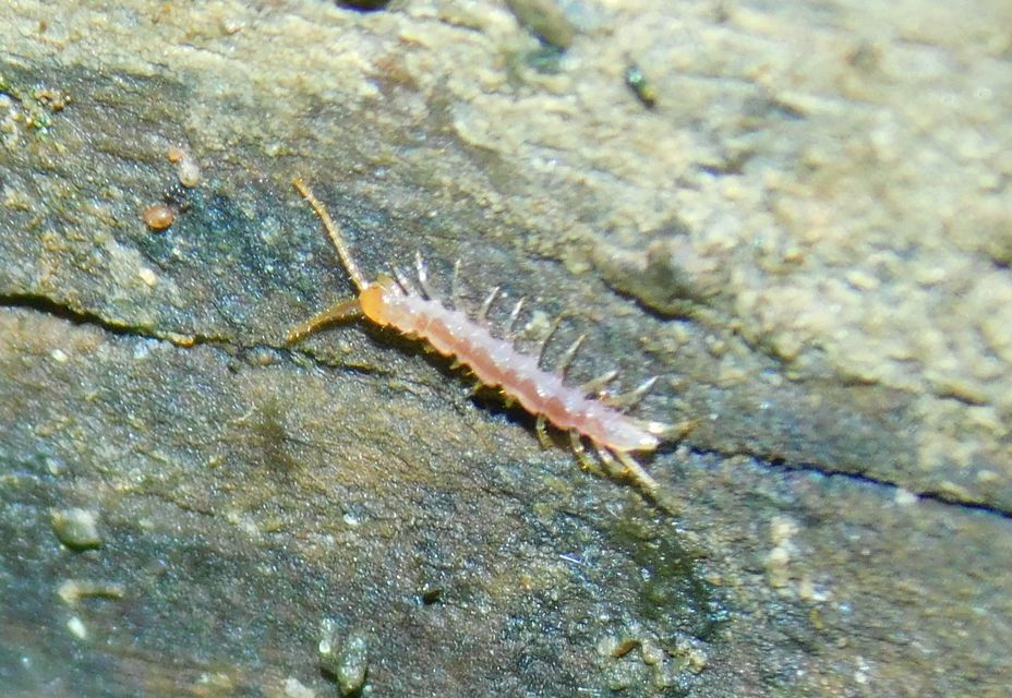 Chilopoda - Százlábúak