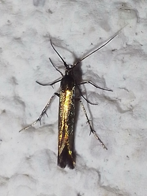 Coleophora