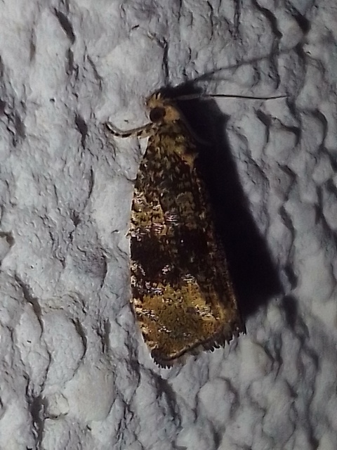Celypha lacunana - vízparti tükrösmoly