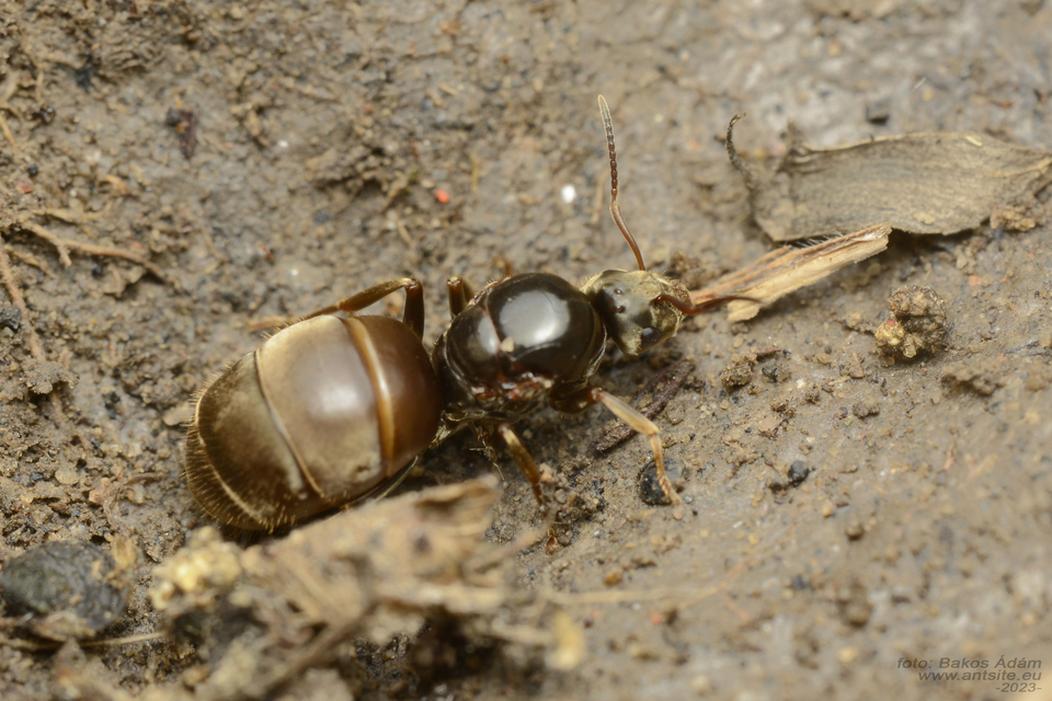 Lasius bombycina - pusztai feketehangya