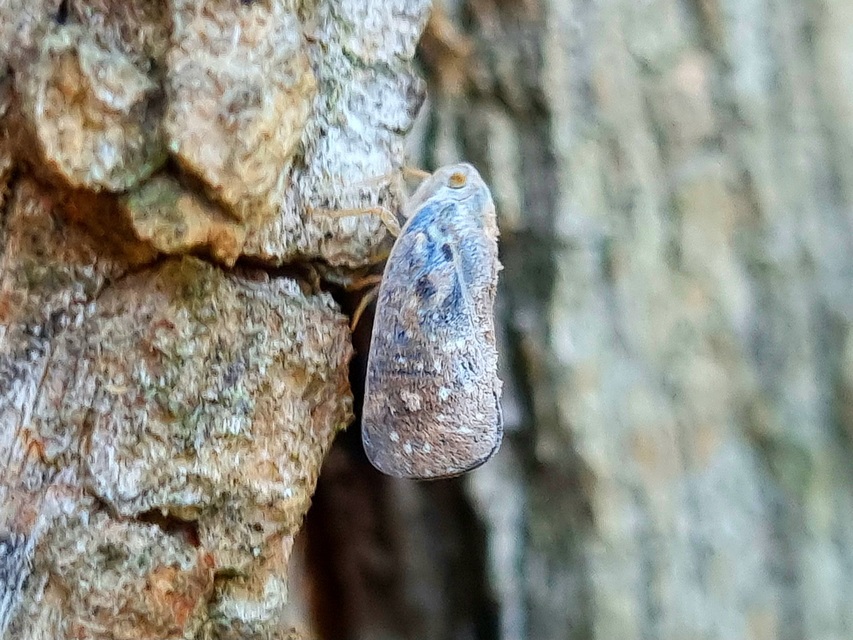 Metcalfa pruinosa - amerikai lepkekabóca