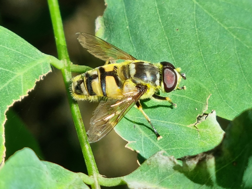 Myathropa florea - halálfejes odúlégy