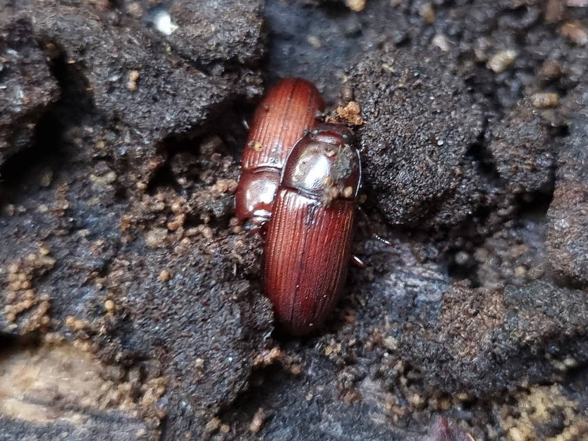 Uloma culinaris - nagy rágványbogár