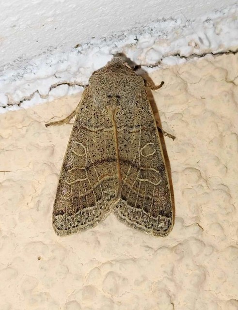 Anchoscelis humilis - olajbarna őszibagoly