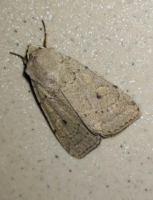 Xestia castanea michaeli - csarabos fűbagoly