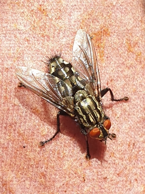 Sarcophagidae - húslégyfélék