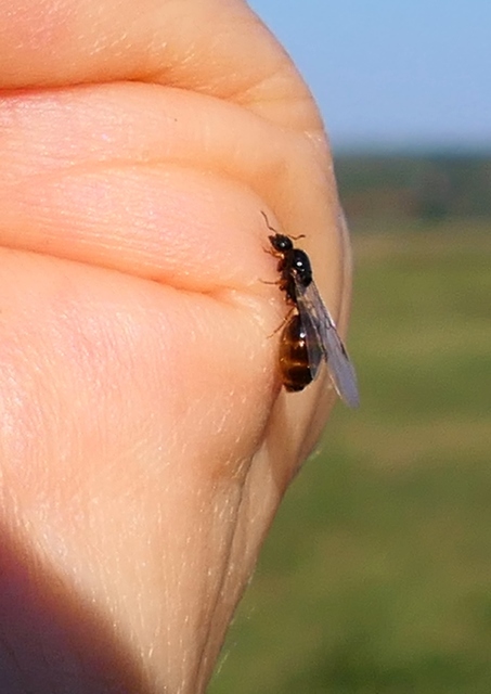 Solenopsis fugax - tolvajhangya