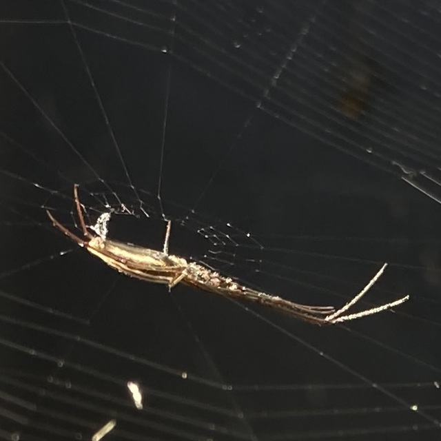 Tetragnatha