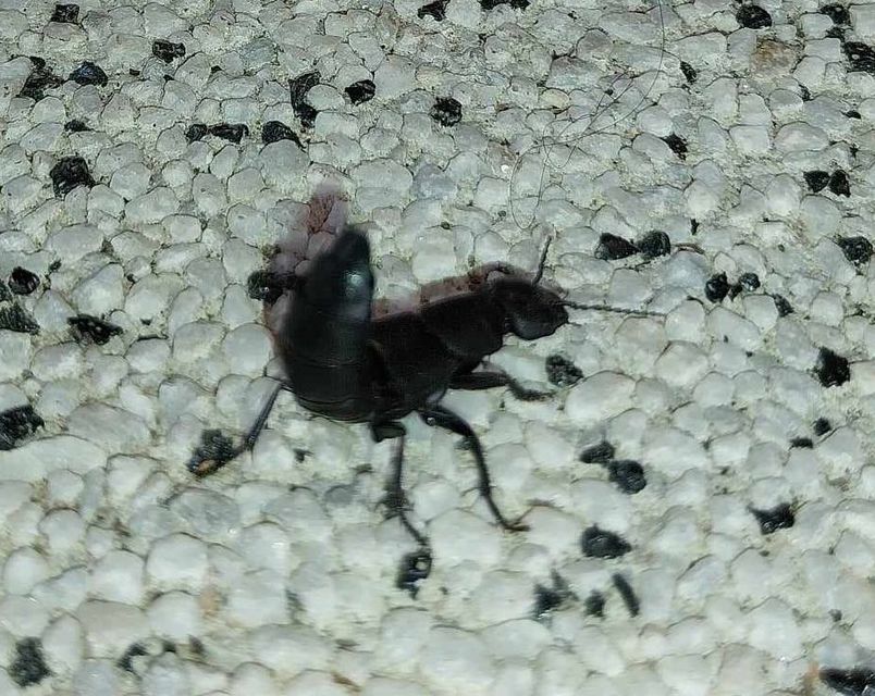 Ocypus