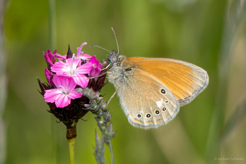 Coenonympha glycerion - közönséges szénalepke
