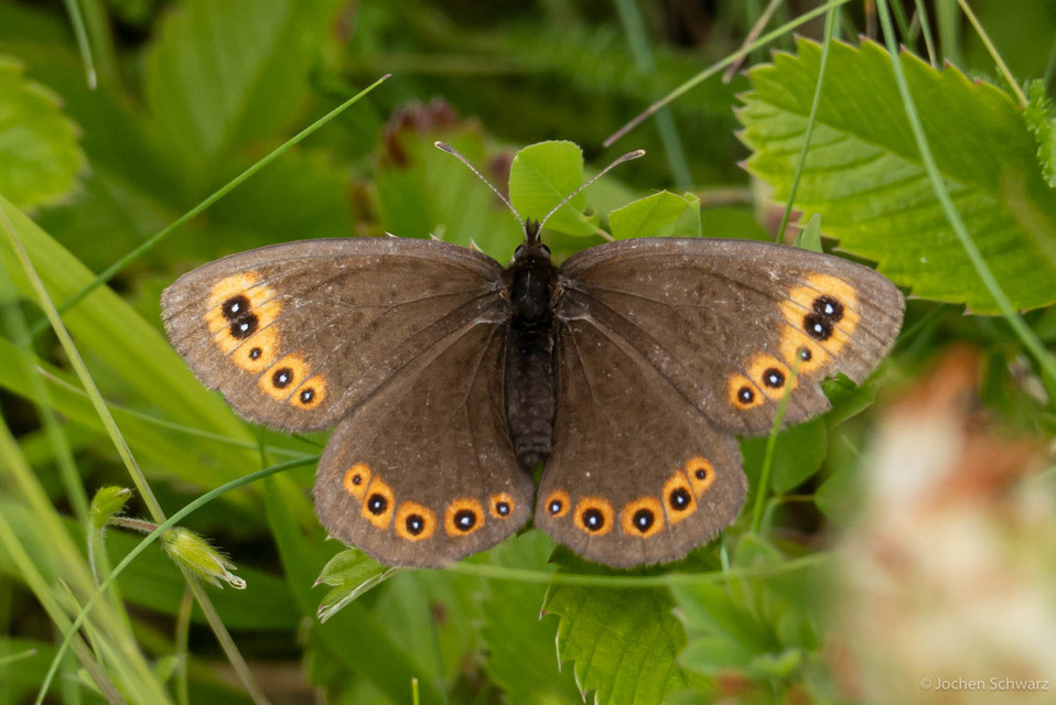Erebia medusa - tavaszi szerecsenlepke