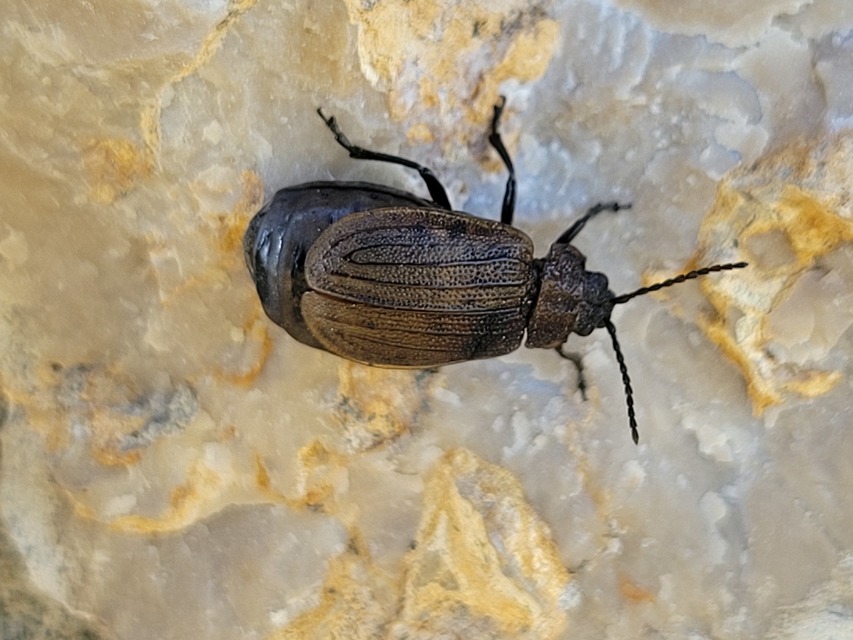 Galeruca pomonae - barna olajosbogár