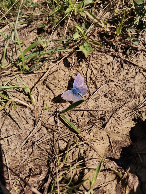 Polyommatus icarus - közönséges boglárka
