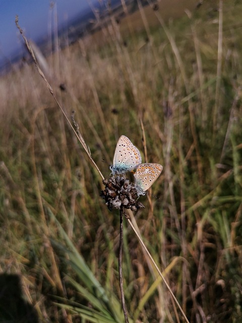 Polyommatus icarus - közönséges boglárka