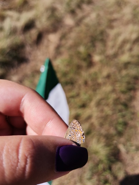 Polyommatus icarus - közönséges boglárka