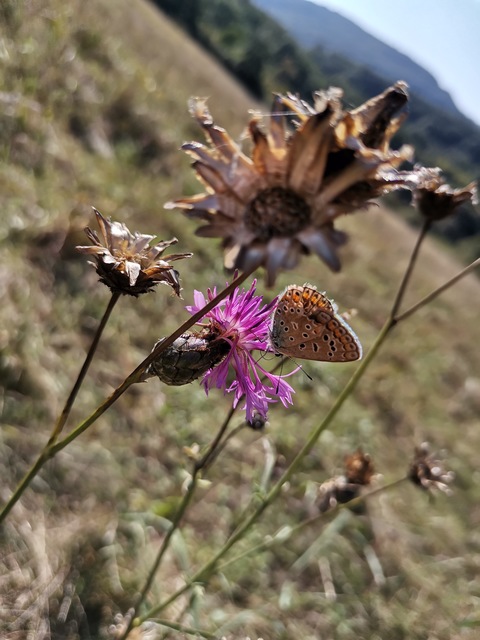 Polyommatus icarus - közönséges boglárka