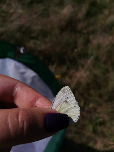 Pieris napi - repcelepke