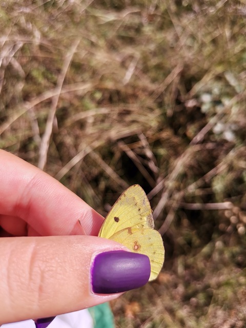 Colias hyale - kéneslepke