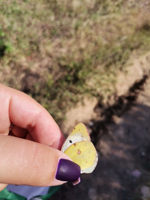 Colias hyale - kéneslepke